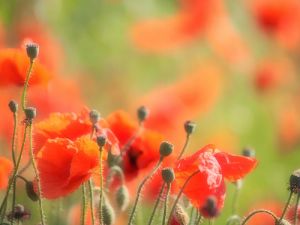 red poppy