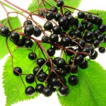 Sambucus nigra berries