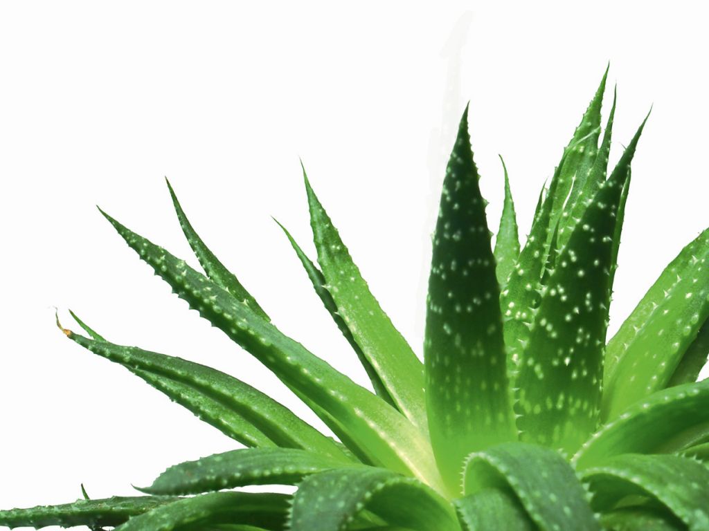 Natural Relief From Canker Sores Dr Lisa Watson