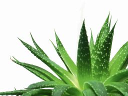 Natural Relief from Canker Sores | Dr. Lisa Watson