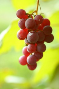 Grapes are a source of resveratrol